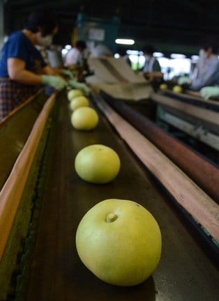 夏に収穫された梨＝安来市内