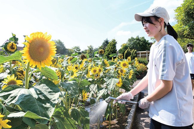 しまね花の郷でヒマワリの水やりをする河南中学校の生徒＝出雲市西新町２丁目