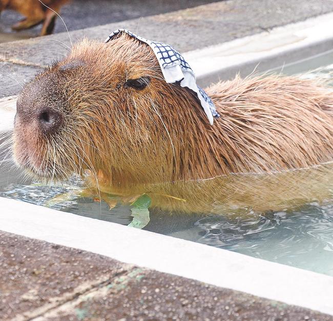気持ちよさそうに湯に漬かるカピバラ=米子市岡成、大山トム・ソーヤ牧場