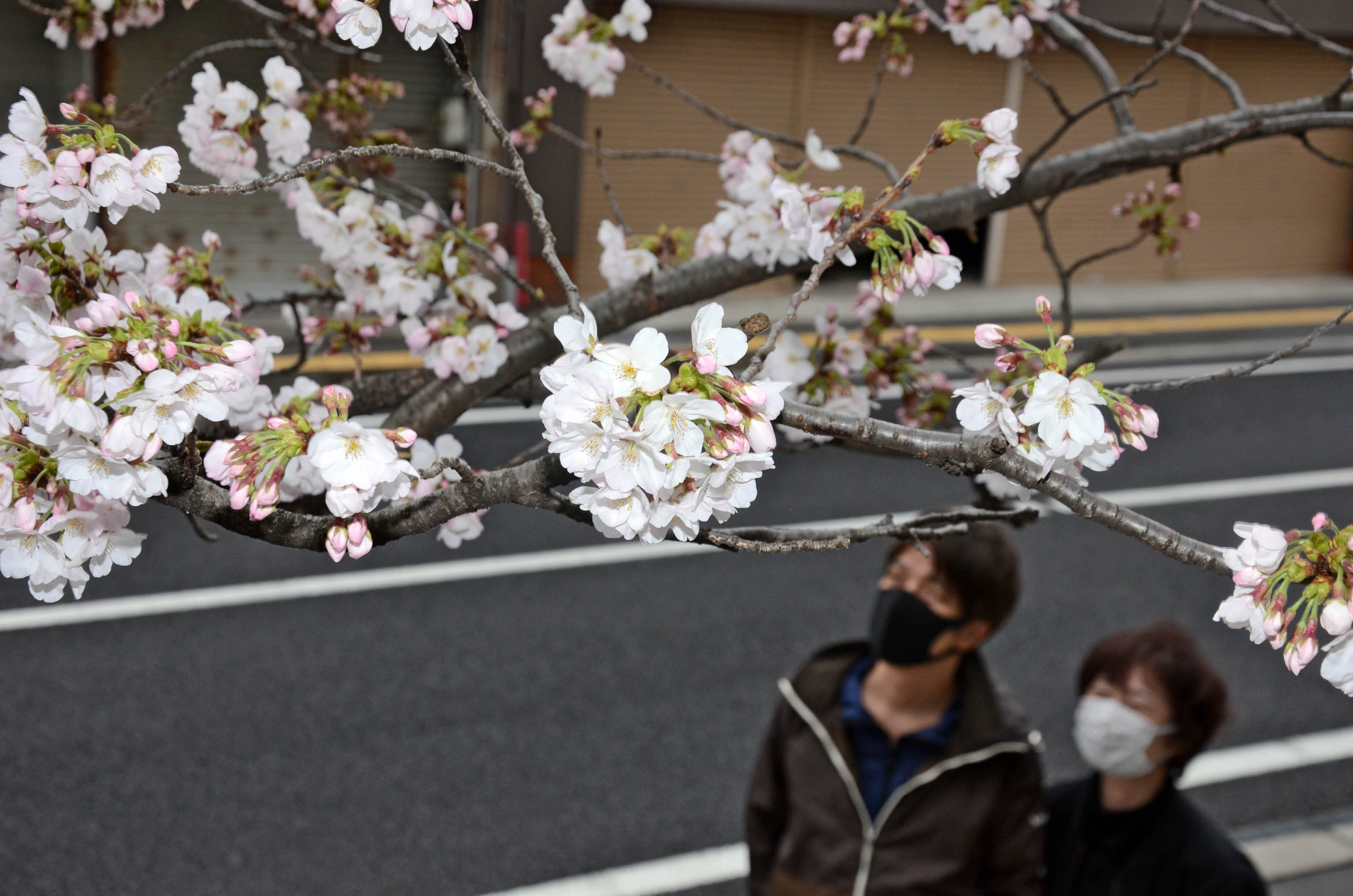 速報 松江で桜開花 山陰中央新報デジタル 速報 松江で桜開花 山陰中央新報デジタル