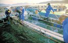 
          
ギンザケを養殖している様子。ＡＳＣの認証を受けた宮城県女川町（おながわちょう）にある養殖加工会社が行っています（マルキン提供）
        