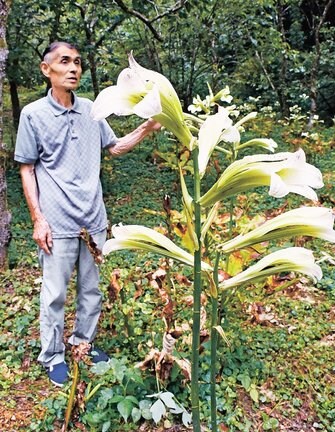 見頃を迎えたウバユリを説明する重栖保久さん＝島根県奥出雲町亀嵩、久兵衛山