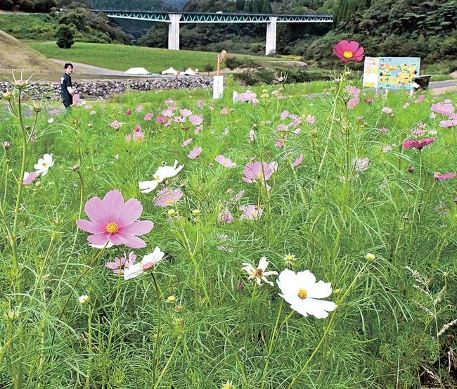 見頃を迎えたコスモス＝島根県飯南町志津見、東三瓶フラワーバレー