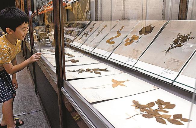 長野菊次郎の植物標本に見入る来場者＝松江市西川津町、島根大学総合博物館アシカル