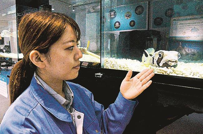イシガキフグを紹介する松本千優飼育展示係＝出雲市園町、島根県立宍道湖自然館ゴビウス