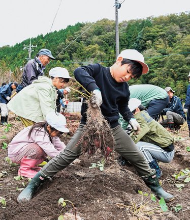 サツマイモを収穫する児童たち＝安来市伯太町下小竹