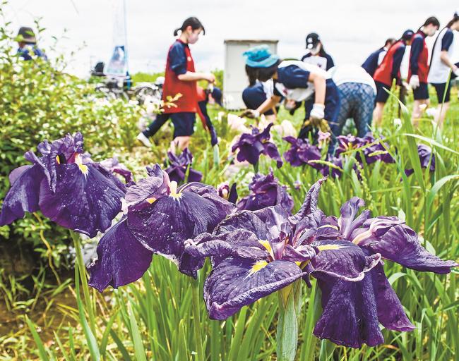 ショウブの花が咲く美人塚周辺で、草刈りをする地元の中学生ら＝松江市東出雲町下意東