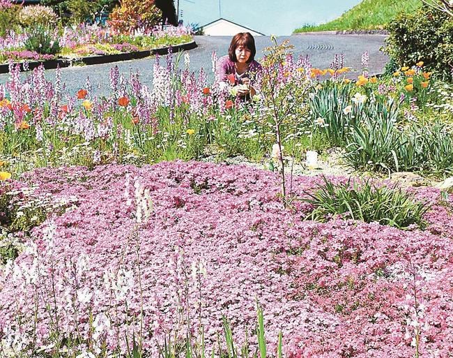 咲き誇る花を手入れする小西順子さん＝安来市西赤江町