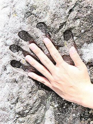 月照寺の雷電の手形に身長１８３㌢の男性が手を合わせると、雷電の手の大きさが分かる