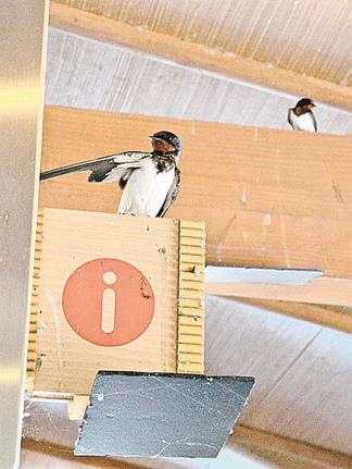 繁殖期を迎え巣づくりに励むツバメたち＝鳥取県江府町佐川、道の駅奥大山