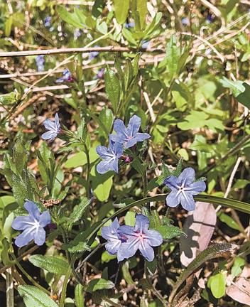 陽気で一気に開花したホタルカズラ＝島根県海士町海士