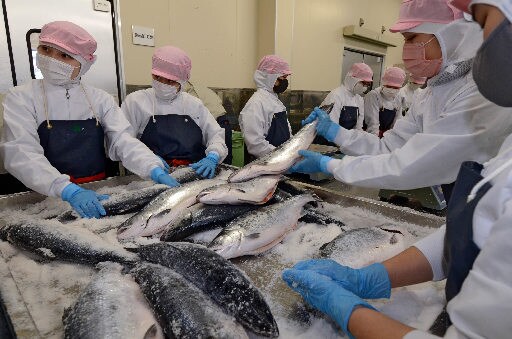 新巻きザケ作りに取り組む生徒＝境港市竹内町、境港総合技術高校