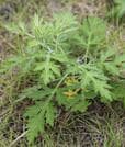 道端に生えている野草のヨモギ＝高知県四万十市(資料)