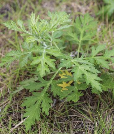 道端に生えている野草のヨモギ＝高知県四万十市(資料)