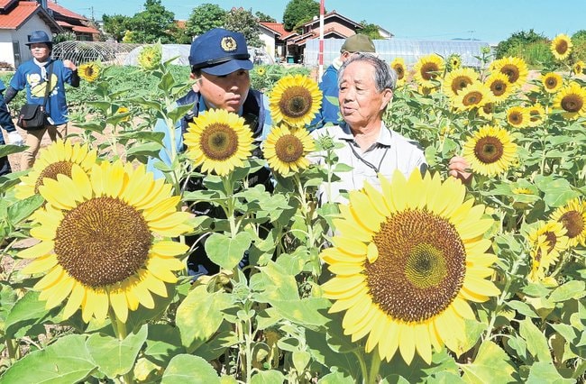 警察官や保護司らとヒマワリを刈り取る池田仁志さん（右）＝松江市東津田町