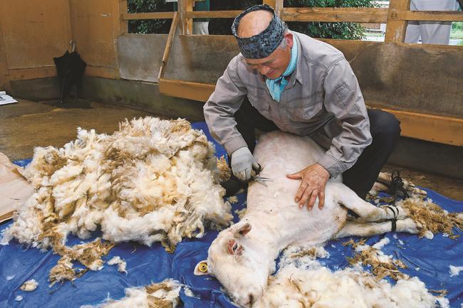 夏を前にさっぱりと毛刈りをされるヒツジ＝出雲市斐川町学頭、出雲いりすの丘公園