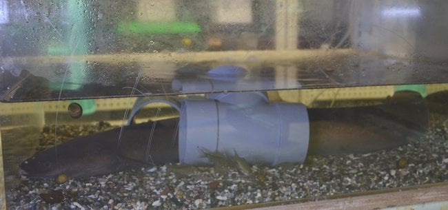 中海で捕獲したニホンウナギ＝松江市西川津町、島根大