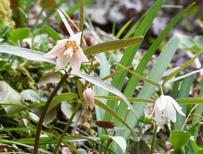 かれんな花を咲かせ始めたイズモコバイモ＝出雲市佐田町反辺
