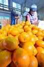 崎みかんの出荷作業に追われる人たち＝島根県海士町崎
