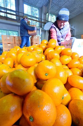 崎みかんの出荷作業に追われる人たち＝島根県海士町崎