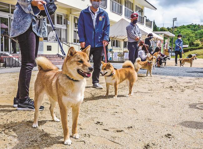 石号に似た柴犬を探すコンテストで並ぶ柴犬たち＝益田市美都町宇津川、市立宿泊交流センター