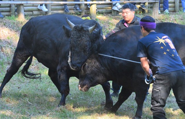 熱戦を繰り広げる突き牛と綱取り＝島根県隠岐の島町北方