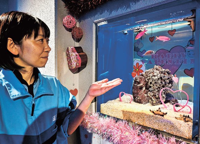 バレンタインデーにちなんだ水槽を紹介する河辺寿子さん＝浜田市・江津市、しまね海洋館アクアス