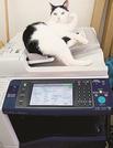 出勤した社員がオフィスに連れてきた猫＝東京都中央区（ファーレイ提供）