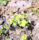 船通山のサンインシロカネソウ