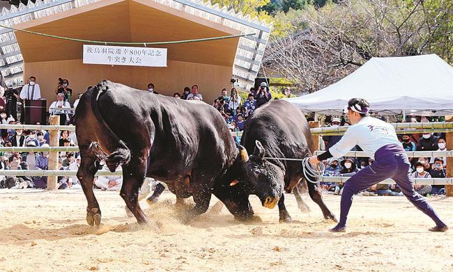 横綱戦で激しくぶつかり合う突き牛＝島根県海士町海士、隠岐神社外苑