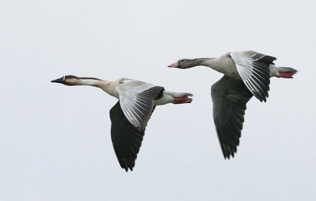 米子水鳥公園の上空をそろって飛ぶサカツラガン（左）とハイイロガン＝鳥取県米子市（米子水鳥公園提供）