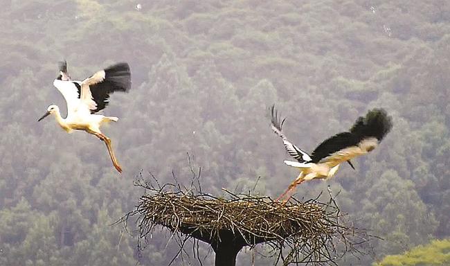 巣から飛び立つひな＝雲南市大東町仁和寺、西小学校（市教委提供）