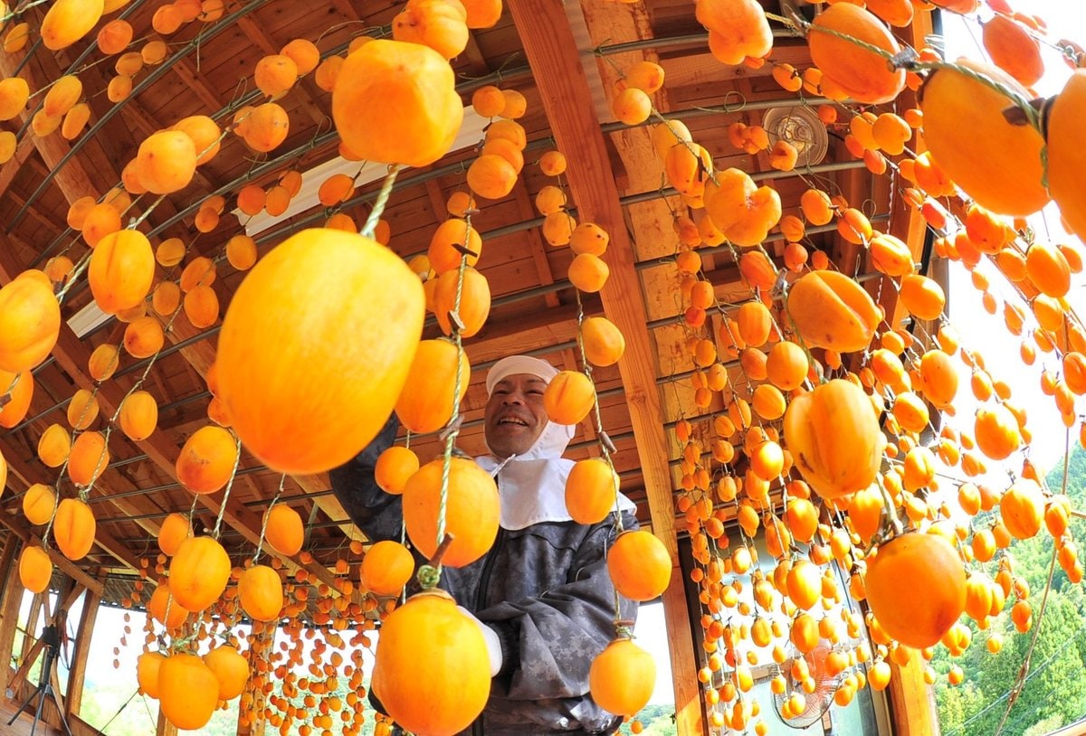 明窓 寛次郎も愛した合わせ柿 | 山陰中央新報デジタル