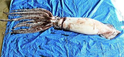 精子塊が付着していたダイオウイカ（宮津エネルギー研究所水族館提供）