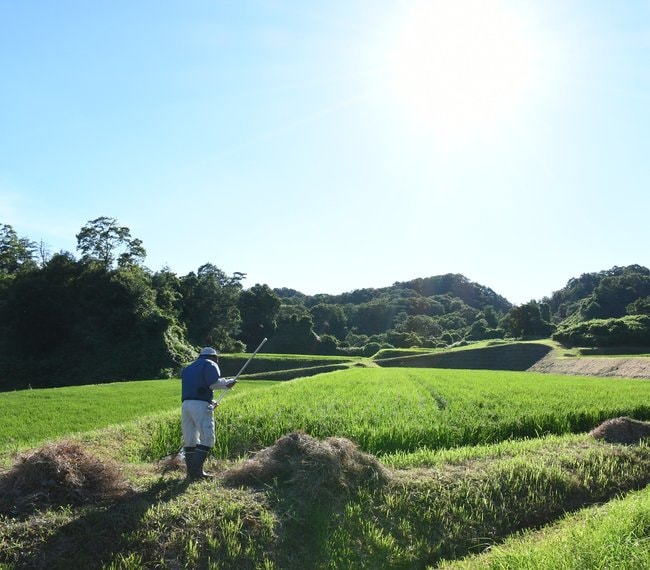 水田で草を集める男性。農作業にはストレスホルモンを抑制する効果があるという＝２０２４年７月、島根県奥出雲町
