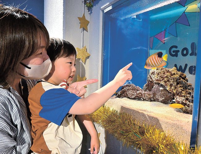 黄金色の魚を観賞する親子＝浜田市・江津市、しまね海洋館アクアス