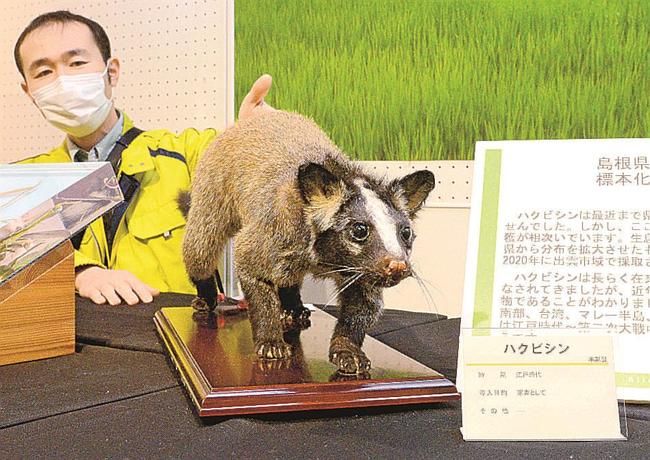 県内で初めて標本となったハクビシンを紹介する安藤誠也主任研究員＝大田市三瓶町、サヒメル