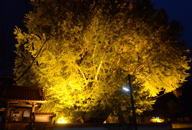 浄善寺の大イチョウ＝大田市三瓶町池田