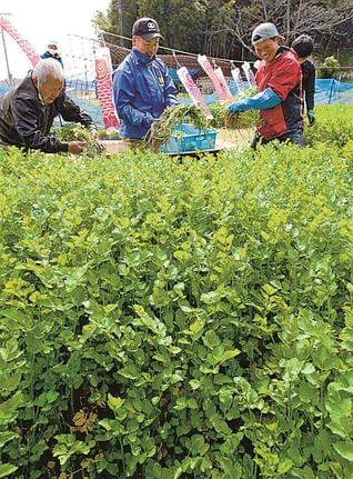 青々と育った黒田セリの畑に入り、収穫するアクティブ９９のメンバー＝松江市古志町