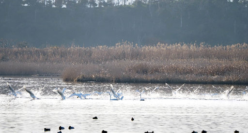 水しぶきをあげながら北帰行に向けて飛び立つコハクチョウ=米子市彦名新田、米子水鳥公園(同公園提供)