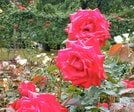 とっとり花回廊のバラ園で咲き誇る大輪のバラ