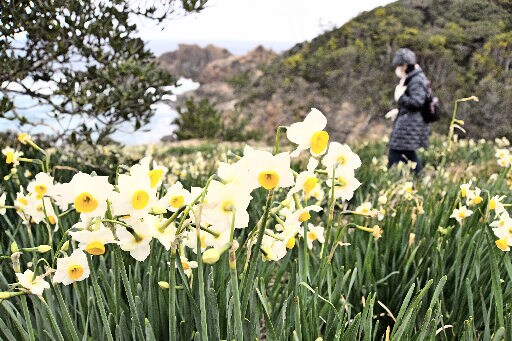 日本海をバックに花を咲かせたニホンスイセン＝益田市西平原町、唐音水仙公園