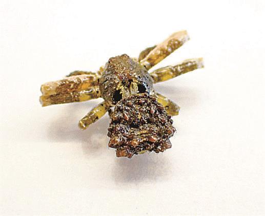 島根県隠岐の島町有木の山中で見つかったカトウツケオグモ（隠岐自然館提供）