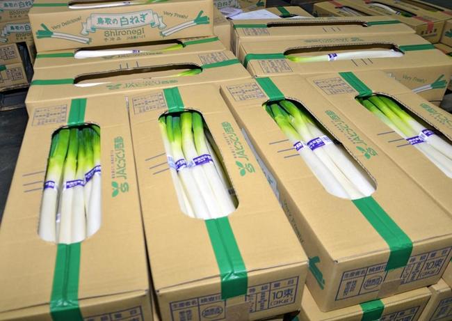 ＪＡ鳥取西部弓浜青果物集出荷予冷センターで出荷を待つ「雪かぶりねぎ」＝米子市富益町