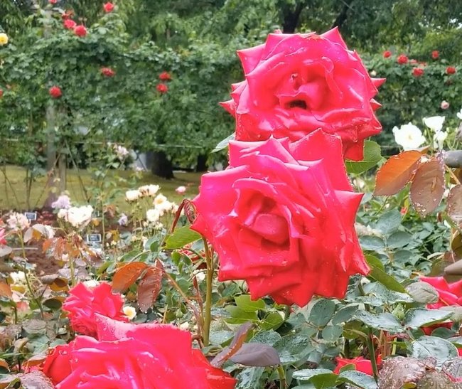 とっとり花回廊のバラ園で咲き誇る大輪のバラ
