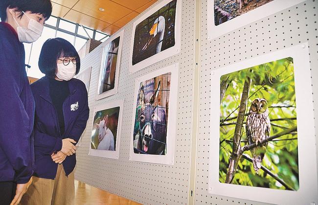 園内の木に止まるフクロウなど愛宕山公園を紹介した写真＝出雲市斐川町直江、ひかわ図書館