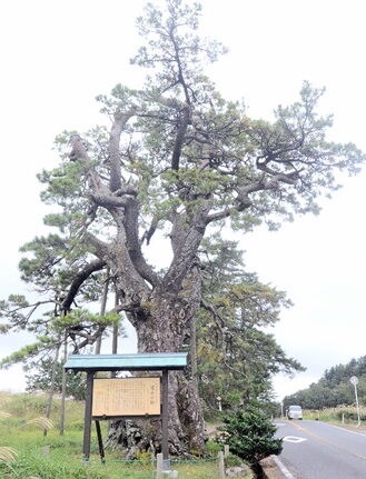 枯死の危機に直面する「定めの松」＝大田市三瓶町