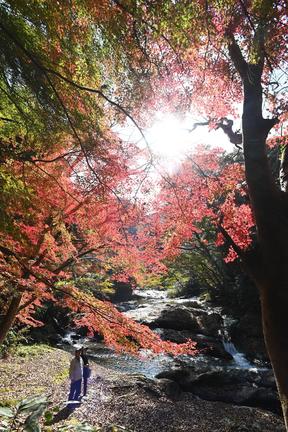 八重滝の紅葉を楽しむ観光客＝１０日、雲南市掛合町入間