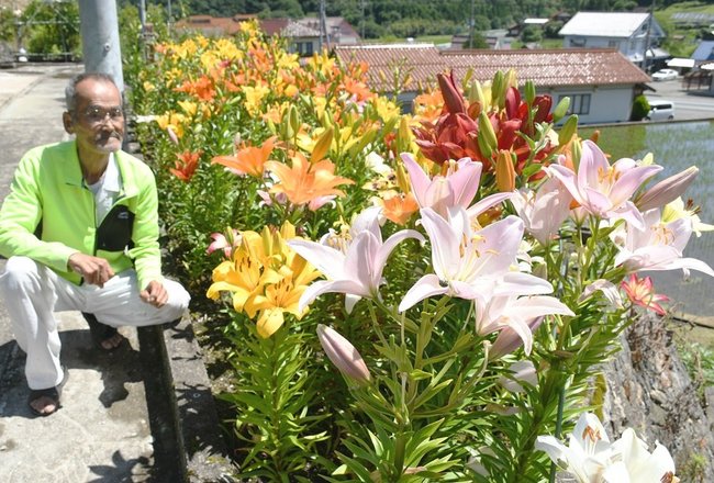 見頃を迎えた庭のユリを見る田中治夫さん＝島根県邑南町市木