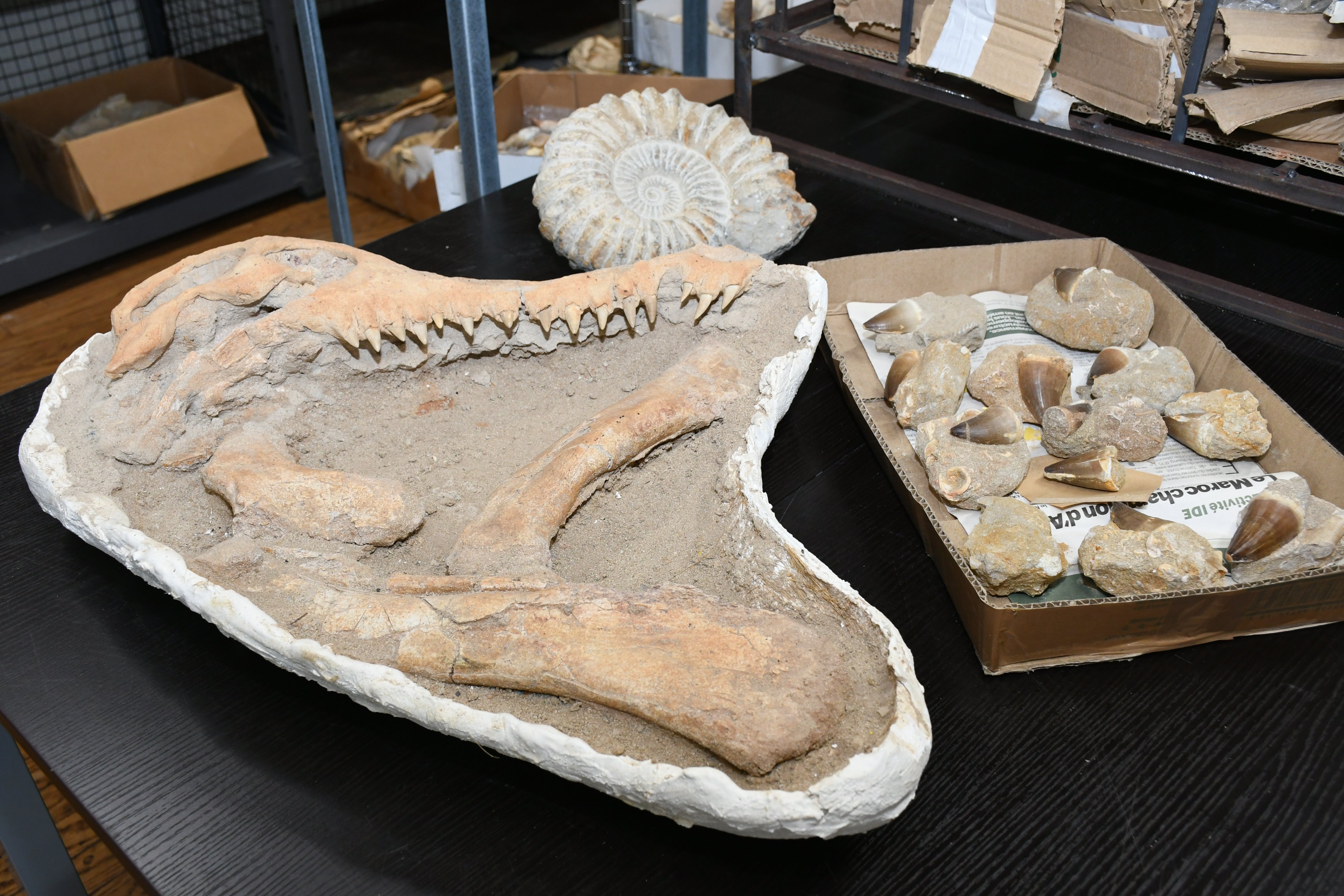 モササウルス 歯 化石 恐竜/三葉虫 アンモナイト-